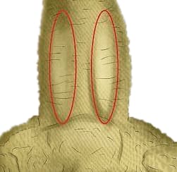 Ilustración de los dos hemipenes o sacos hemipanales de una pogona macho
