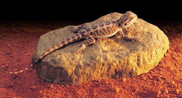 Piedra calefactora para reptiles con una pogona encima para mantener su temperatura