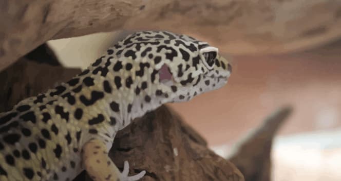 una foto de un gecko leopardo dentro de un escondite esperando a su presa