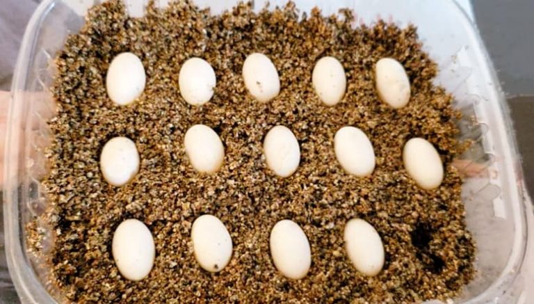 incubar huevos de pogona